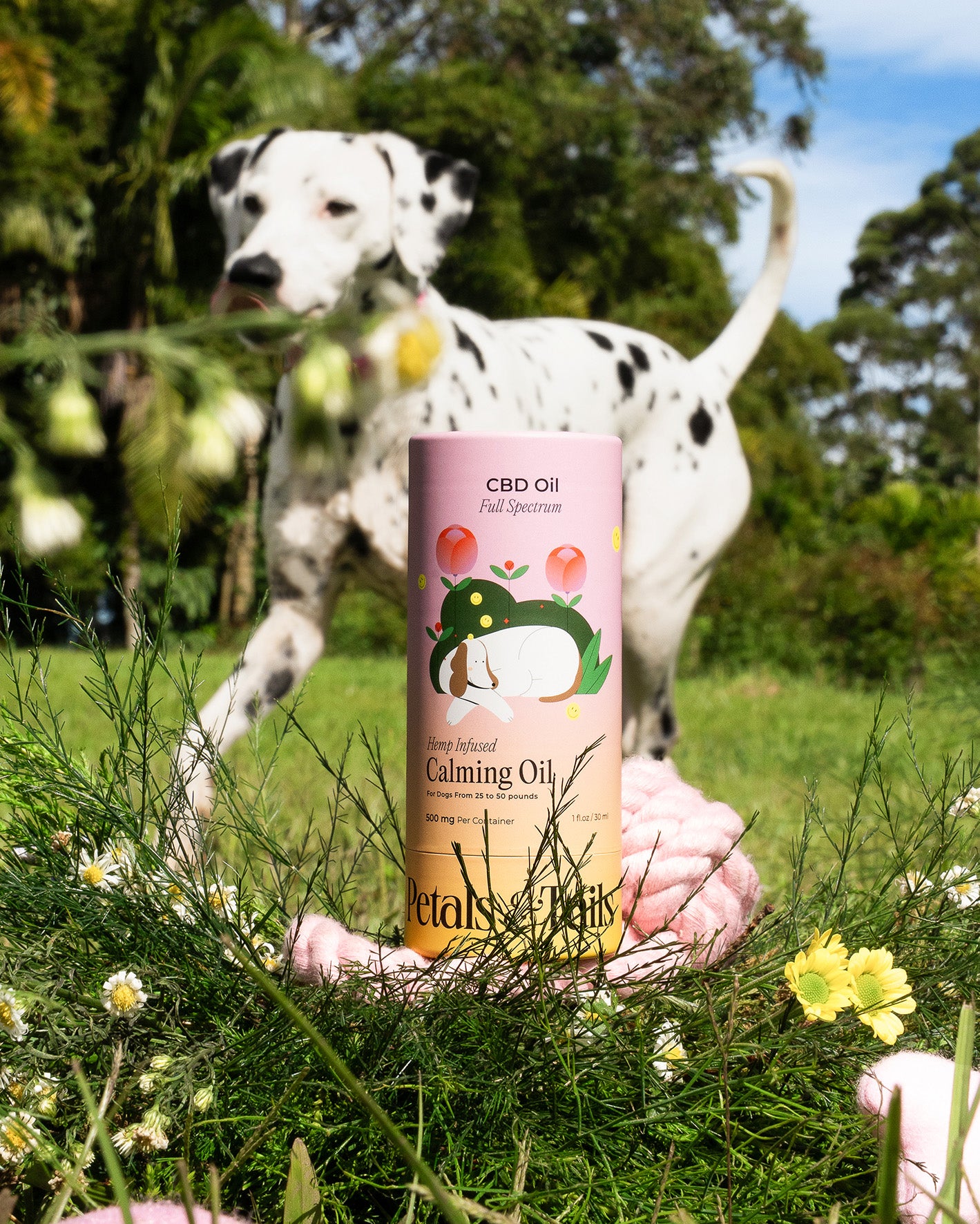 500mg Calming CBD Oil - For Dogs From 25-50lbs