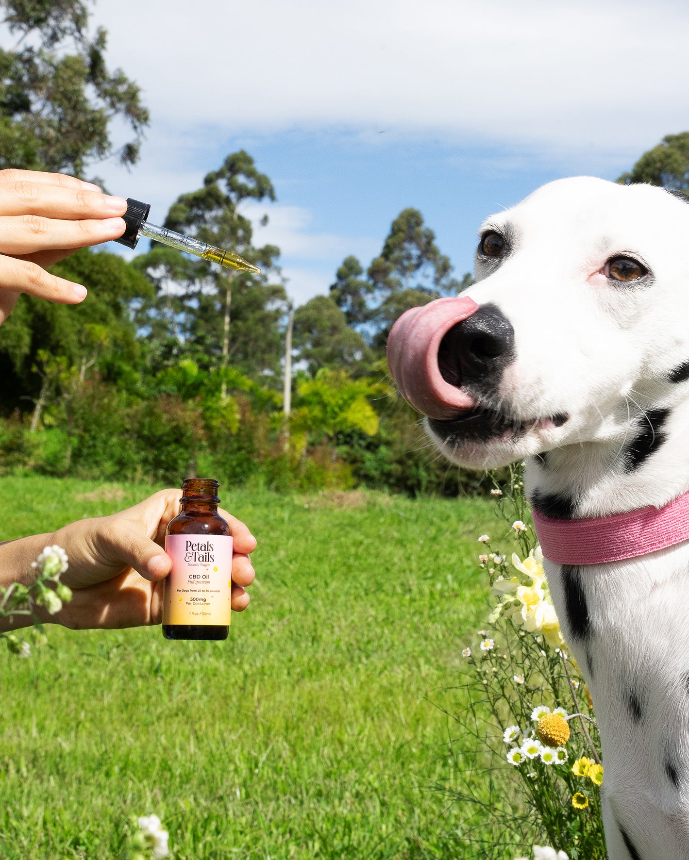 500mg Calming CBD Oil - For Dogs From 25-50lbs