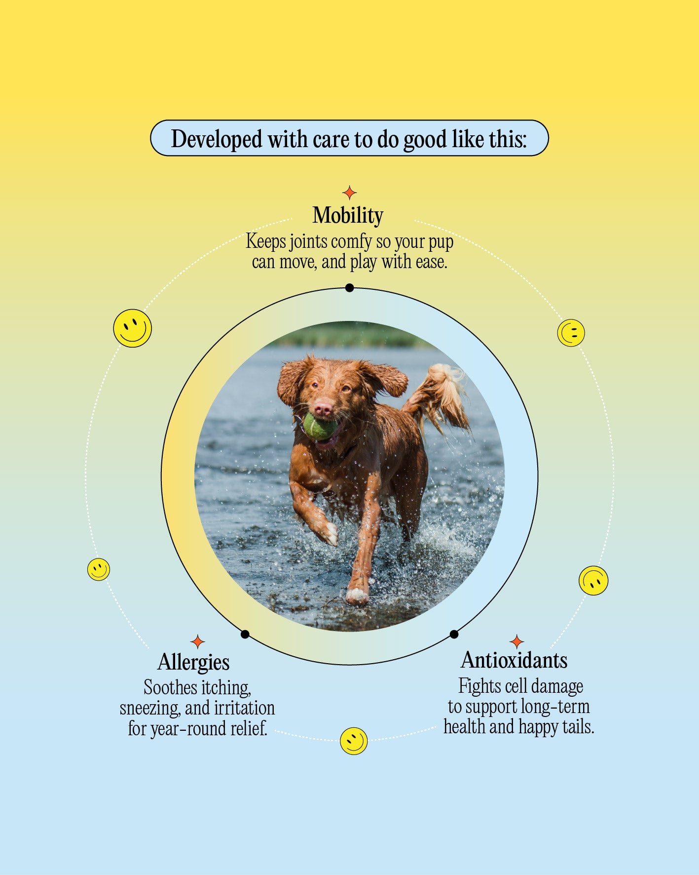 Mobility & Allergy CBD Oil With Turmeric - For Dogs Of All Sizes